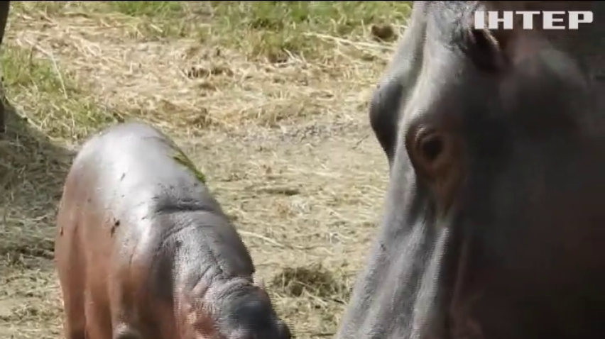 В Італії пара найстаріших бегемотів привела потомство