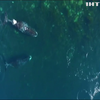 Життя китів в Арктиці вивчають дронами (відео)