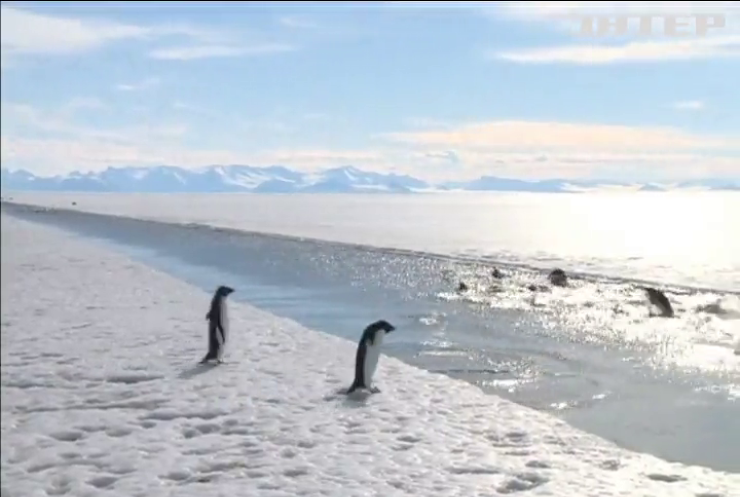 В Антарктиці створять найбільшу заповітну зону світу