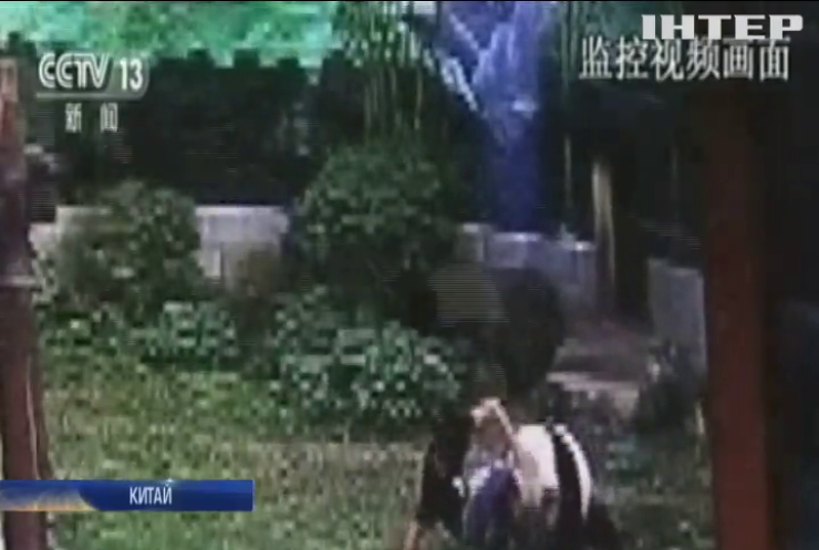 У китайському зоопарку чоловік заліз у ведмежий вольєр (відео)