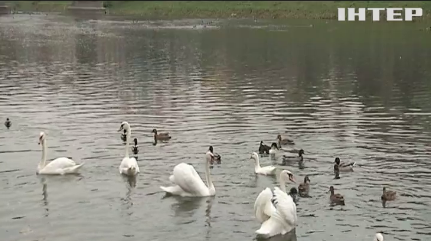 В Ужгороді дикі лебеді прийняли у зграю свійську качку