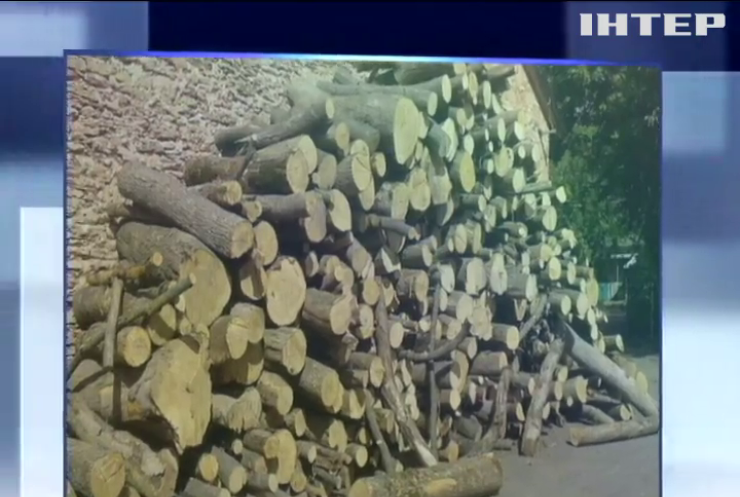 В Ривненской области лесхозы незаконно рубили деревья