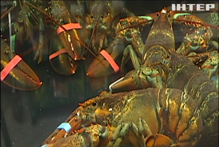 В Украине за год съели 15 тонн заморских омаров и лобстеров