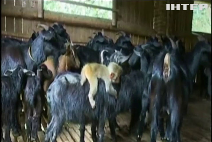 У Китаї мавпеня прибилося до стада кіз