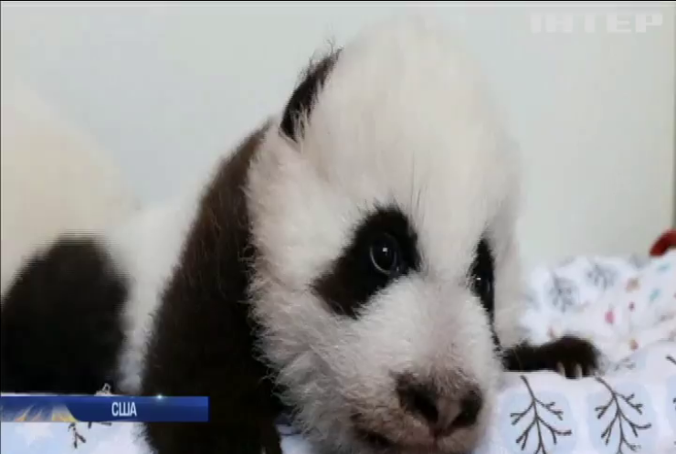 Зоопарк у США запропонував відвідувачам обрати імена для панд