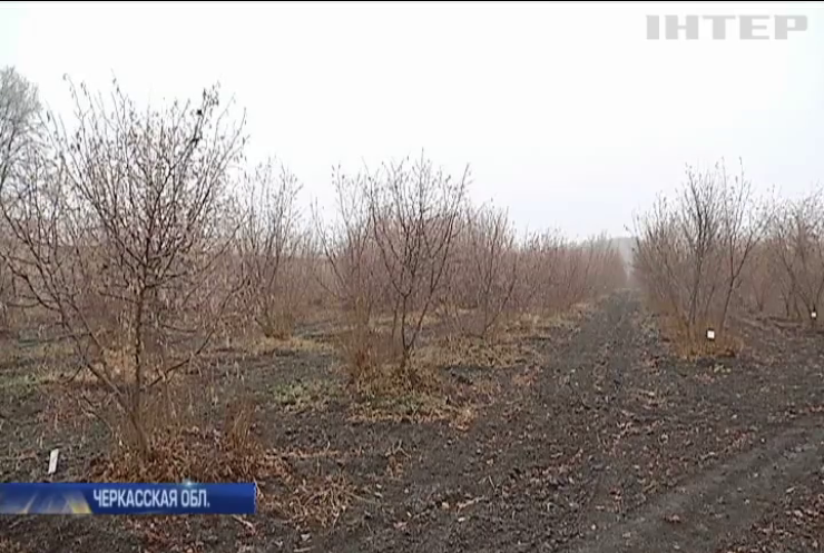 Минобороны пытается отсудить у парка "Софиевка" землю с уникальными деревьями