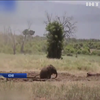 У Кенії врятували слоненя від смерті у калюжі