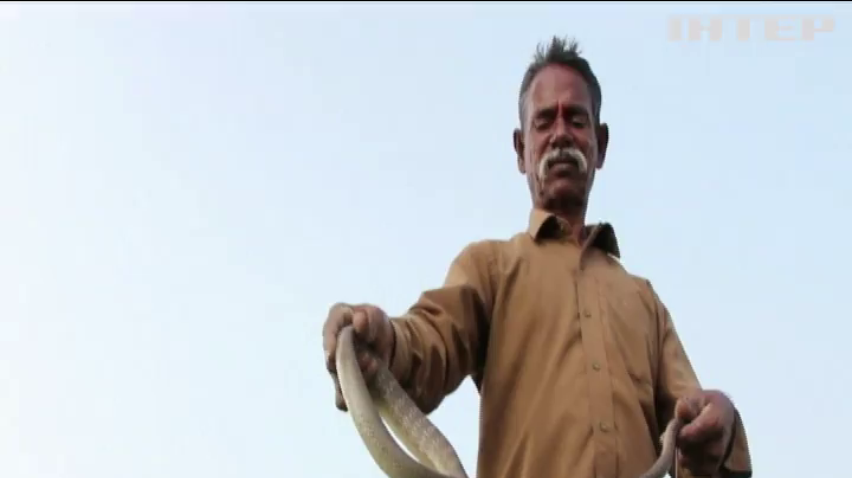 В Індії добувають зміїну отруту для виготовлення ліків