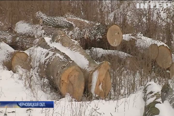 На Закарпатье активисты обнаружили склад с контрабандной древесиной