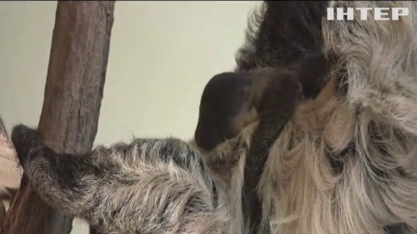 У зоопарку Відня обирають ім'я маленькому лінивцю
