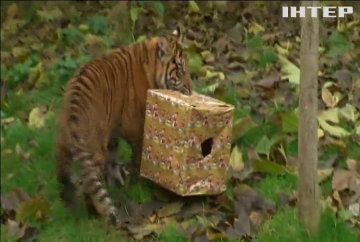 Тигри Лондона отримали подарунки на Різдво