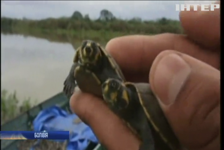 У річки Болівії випустили сотні тисяч черепах
