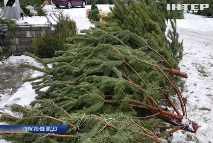 В Николаеве полиция изъяла 200 незаконно срубленных елок 