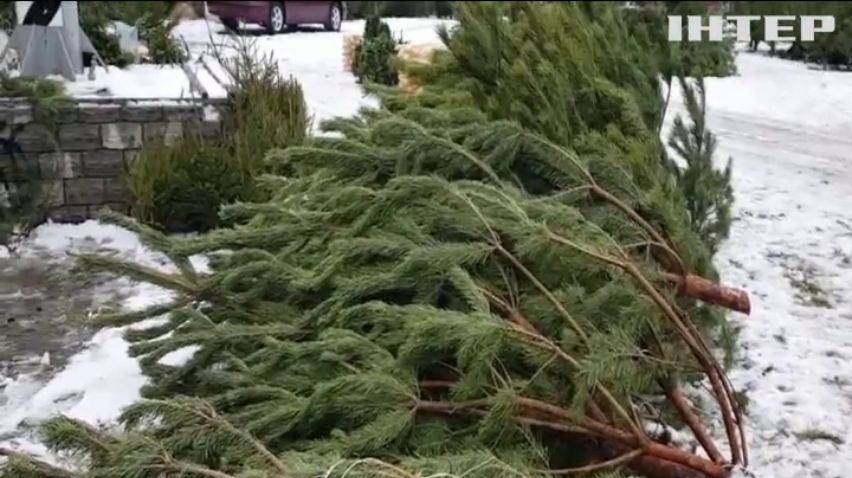 В Николаеве полиция изъяла 200 незаконно срубленных елок 