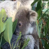 У зоопарку Сіднея презентували маленьку коалу