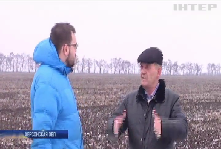 В Херсонской области украли пшеницы на 1,7 млн гривен 
