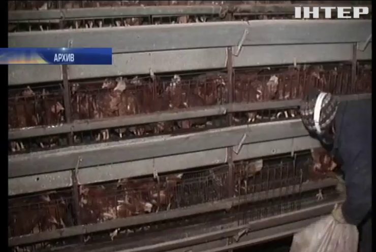 В Одесской области из-за птичьего гриппа погибли тысяча кур и гусей