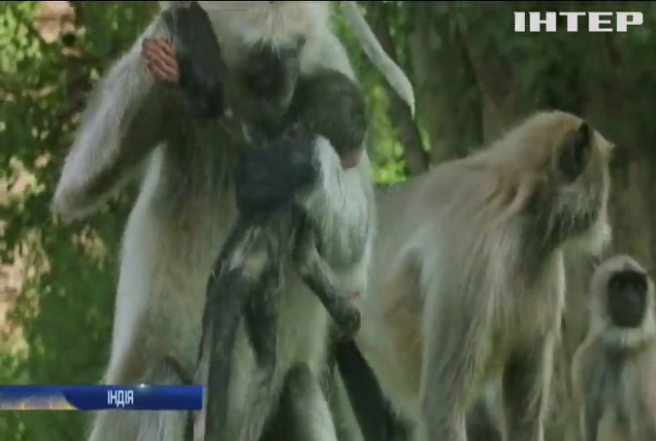 В Індії до зграї приматів підкинули мавпеня-робота