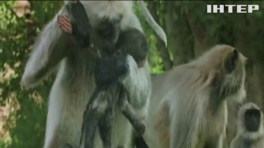 В Індії до зграї приматів підкинули мавпеня-робота