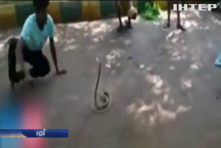 В Індії загинув працівник зооцентру від укусу кобри