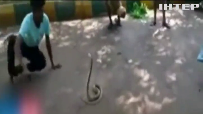В Індії загинув працівник зооцентру від укусу кобри