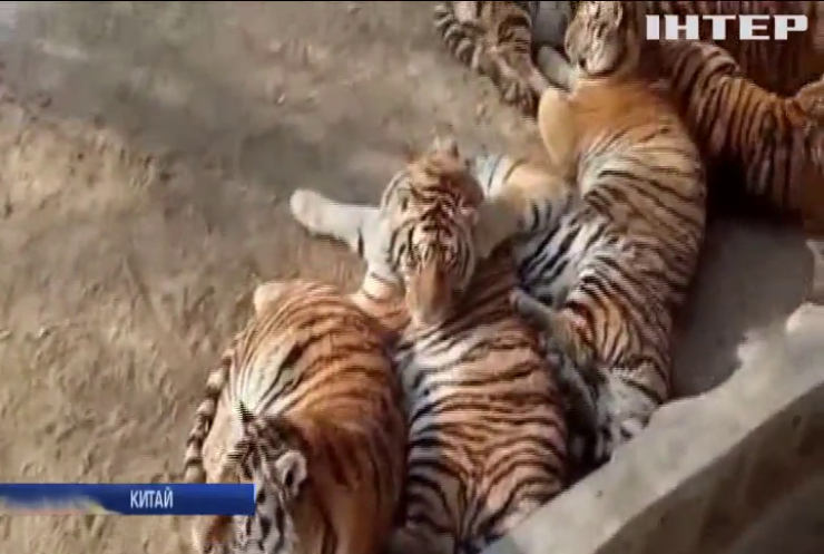 Тигри із Китаю вразили ожирінням