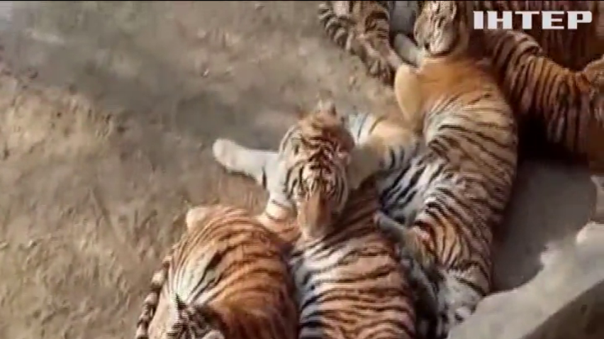 Тигри із Китаю вразили ожирінням