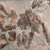 В Китае обнаружили останки беременного динозавра