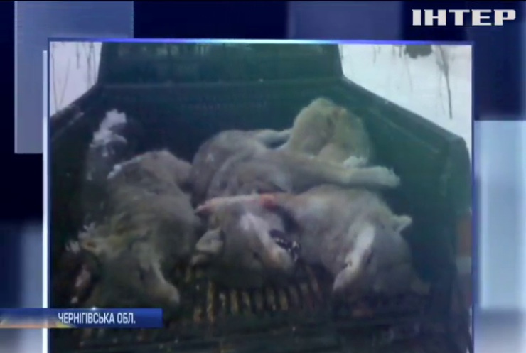 В селах Чернігівщини вовки нападають на людей