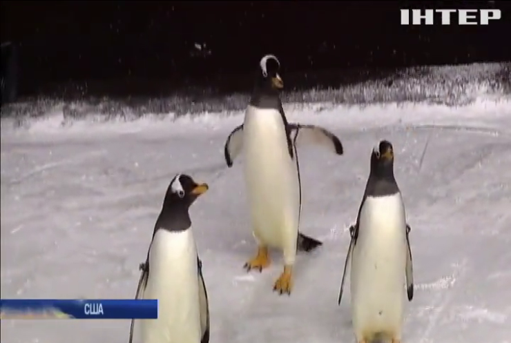 Перед матчем НХЛ на лід вийшли справжні пінгвіни