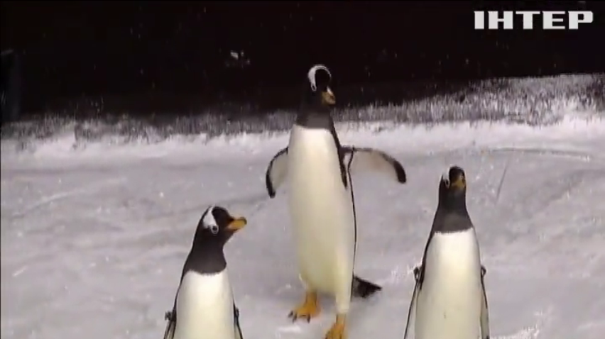 Перед матчем НХЛ на лід вийшли справжні пінгвіни