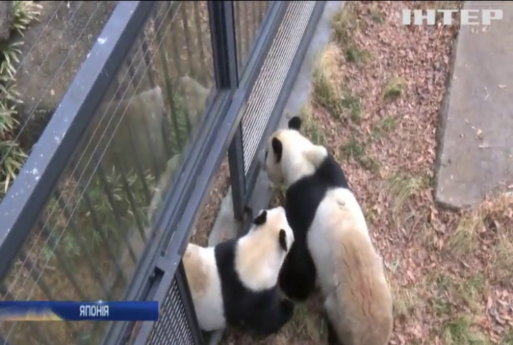 В Японії панд розмістили парами для розмноження