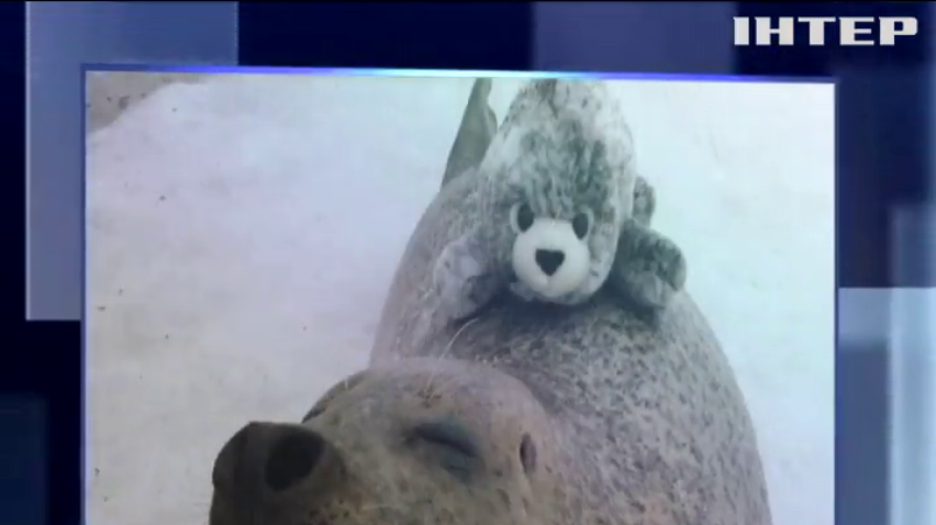 В зоопарку Японії тюлень не розлучається зі своєю іграшкою 