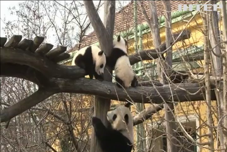 В зоопарку Австрії маленькі панди-близнюки викликали захват у відвідувачів