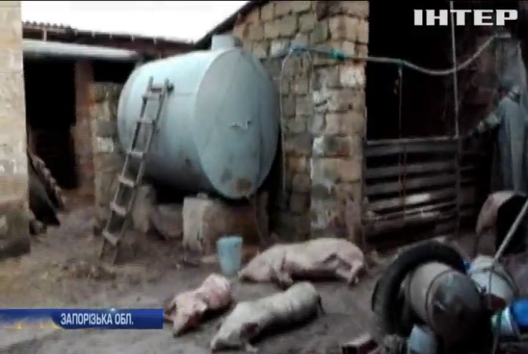 На Запоріжжі від африканської чуми померли 18 свиней