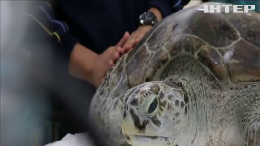 У Таїланді вийняли тисячу монет з черепахи