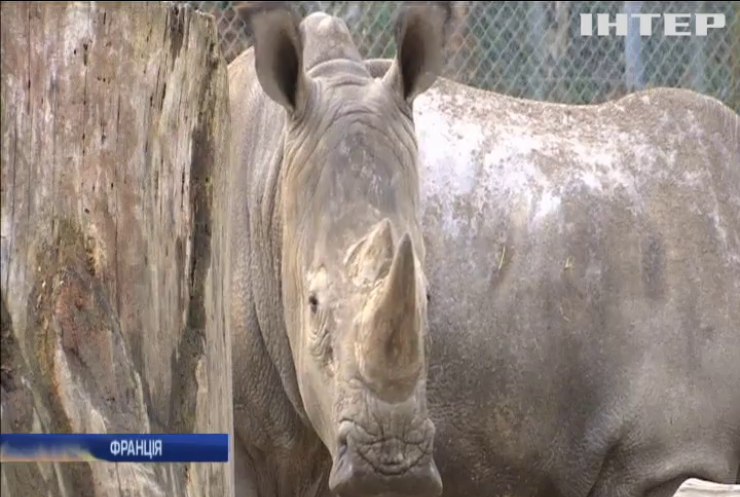 У Франції в зоопарку браконьєри вбили носорога 