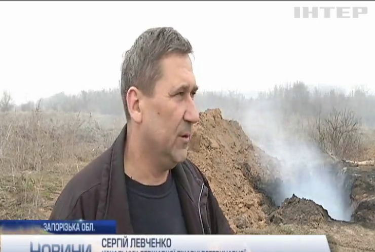 На Запоріжжі завершили спалювання свиней через чуму