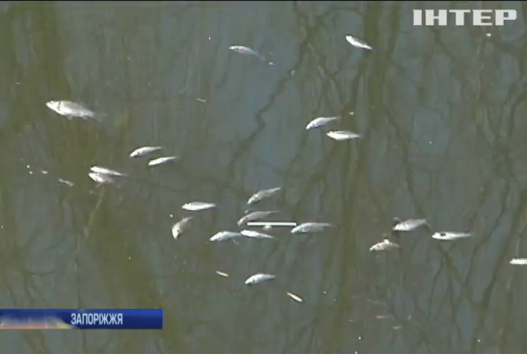 Екологи висловили припущення мору риби у Запоріжжі