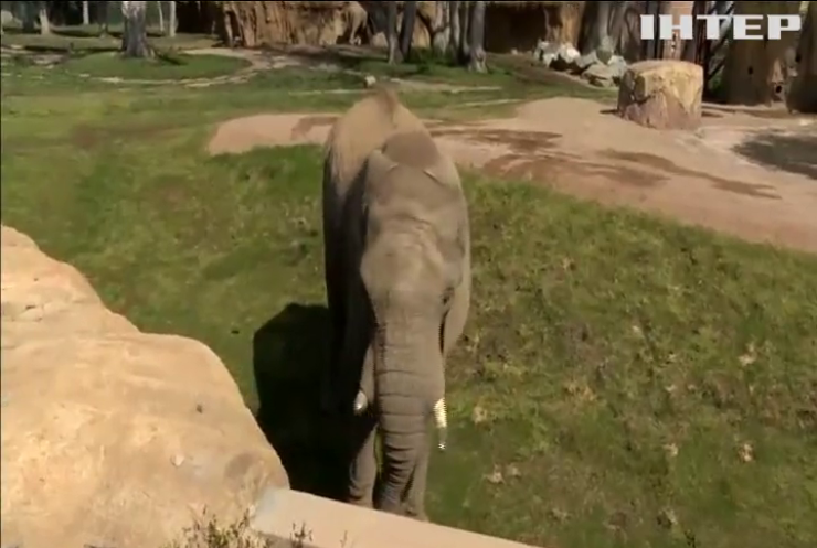 В калифорнийском зоопарке создали защиту для бивней слона