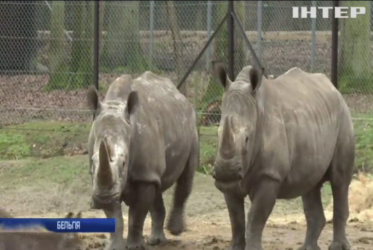 У Бельгії в зоопарку вирішили обрізати роги носорогам 