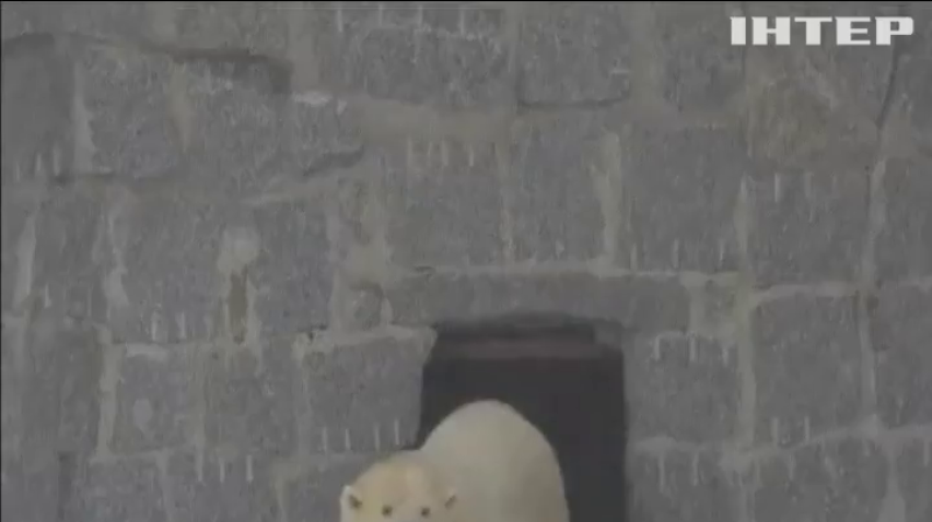 У Фінляндії показали новонароджене полярне ведмежа