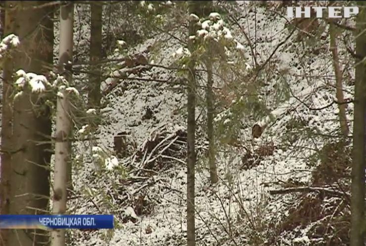 На Буковине ищут виновных в вырубке леса (видео)