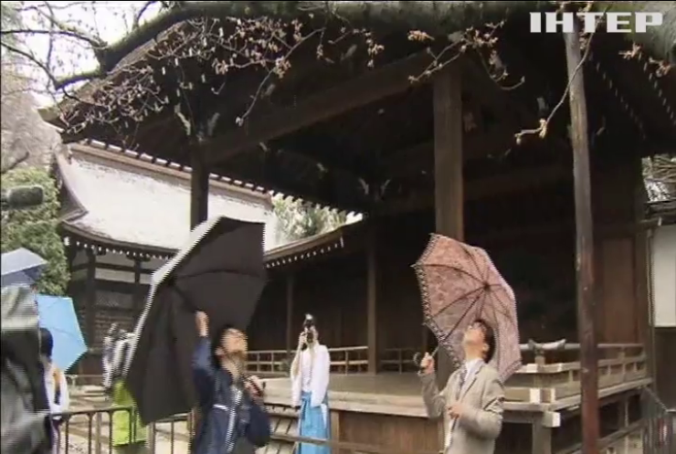 В Японії через аномальну погоду розквітла сакура