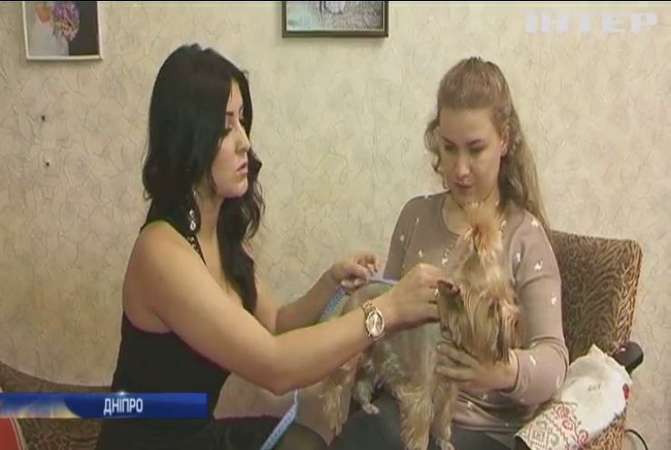 Дизайнер із Дніпра шиє вишиванки для собак