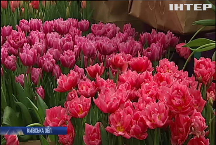 Під Києвом стартував фестиваль тюльпанів