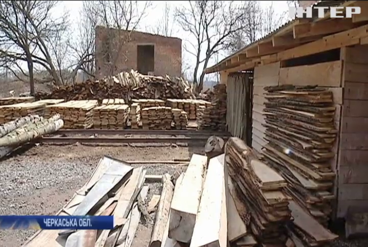 На Черкащині лісничі покривають нелегальну вирубку лісу