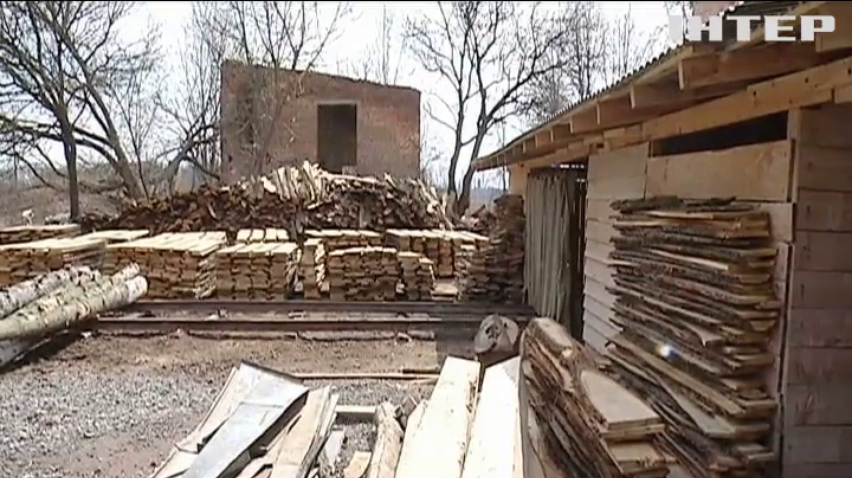 На Черкащині лісничі покривають нелегальну вирубку лісу