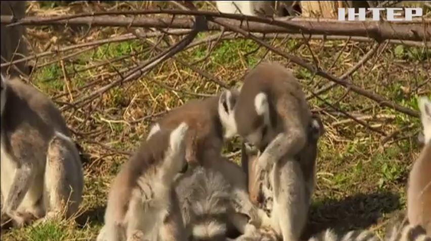У Віденському зоопарку народилися близнюки лемури