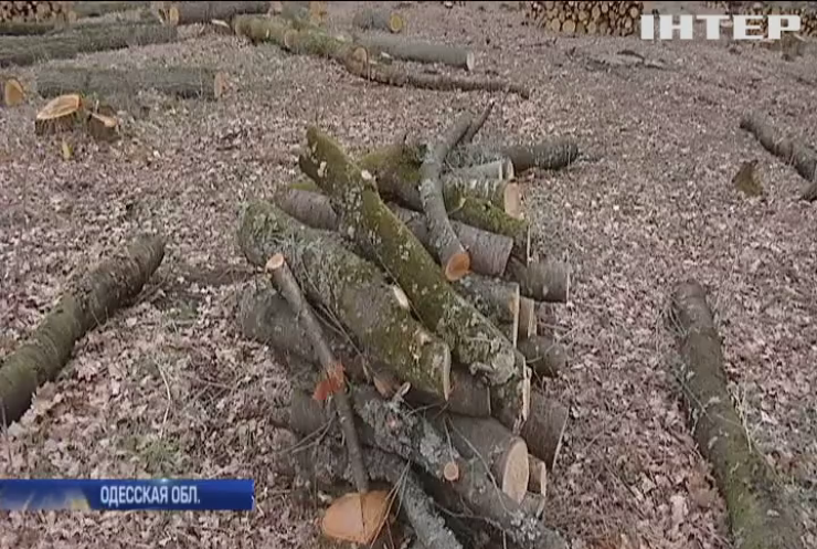 В Одесской области незаконно вырубают леса 